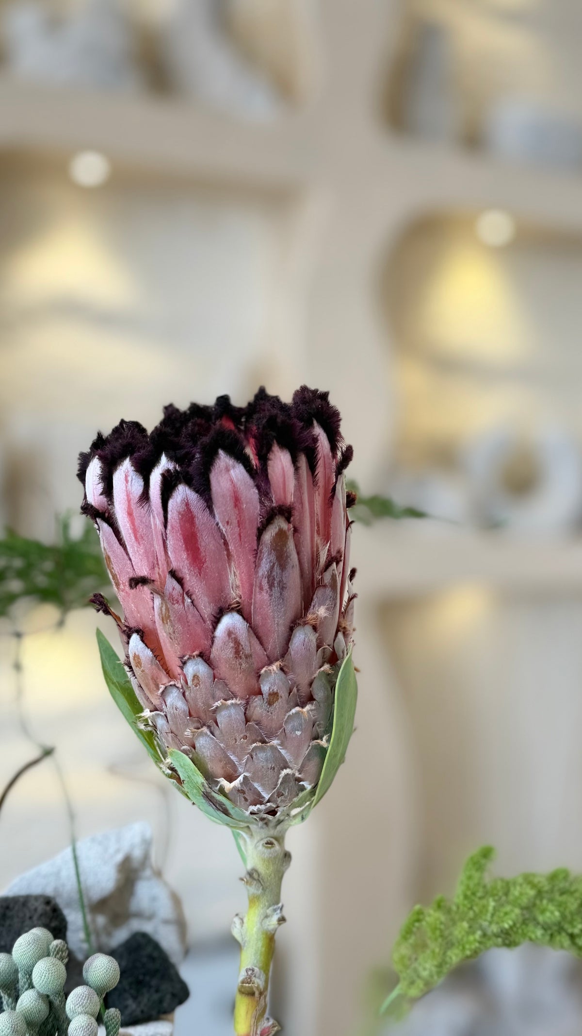 Blushing Protea
