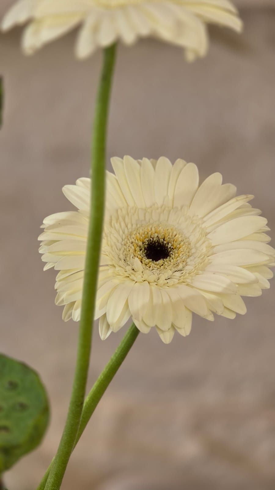 Loto Bianco