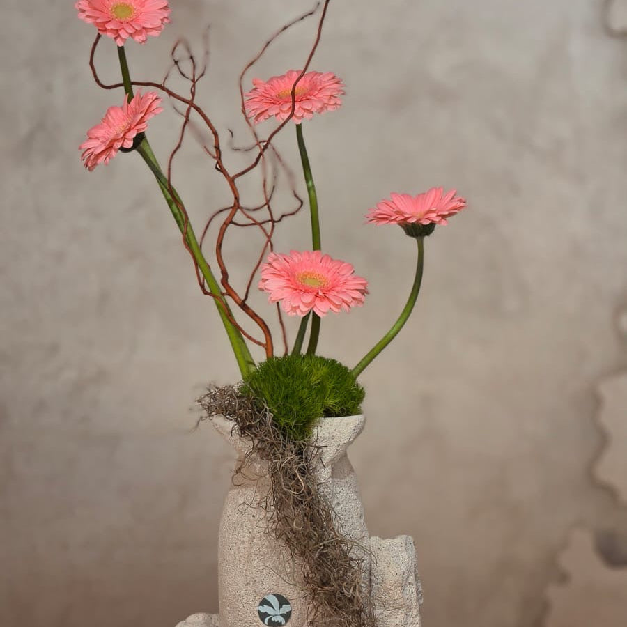 Rosa Armonia