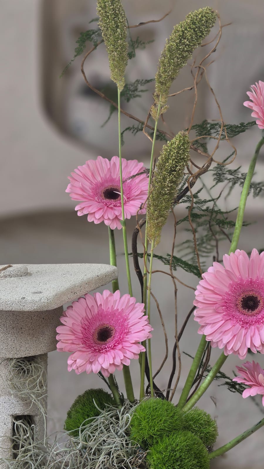 Laurea Rosa