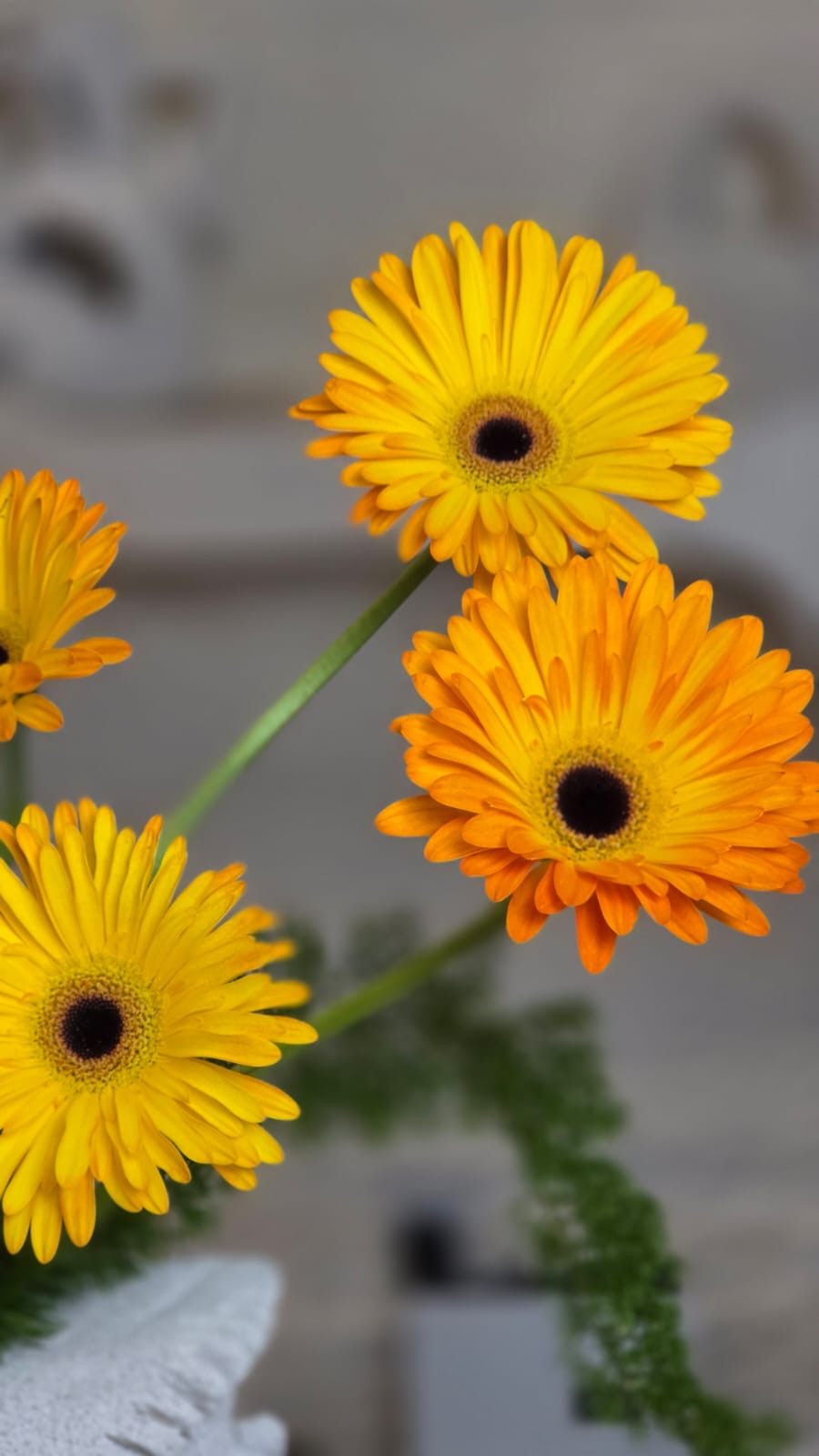 Giallo Vivo