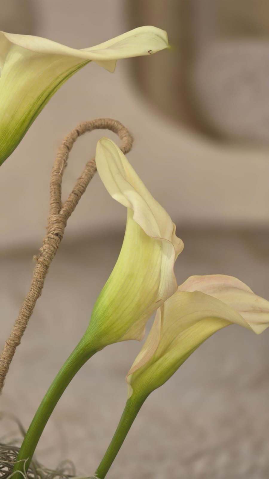 Conchiglia Avorio