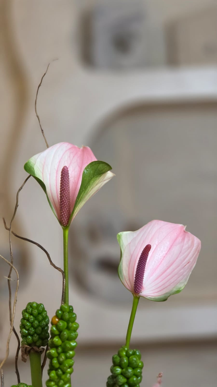 Blush Harmony