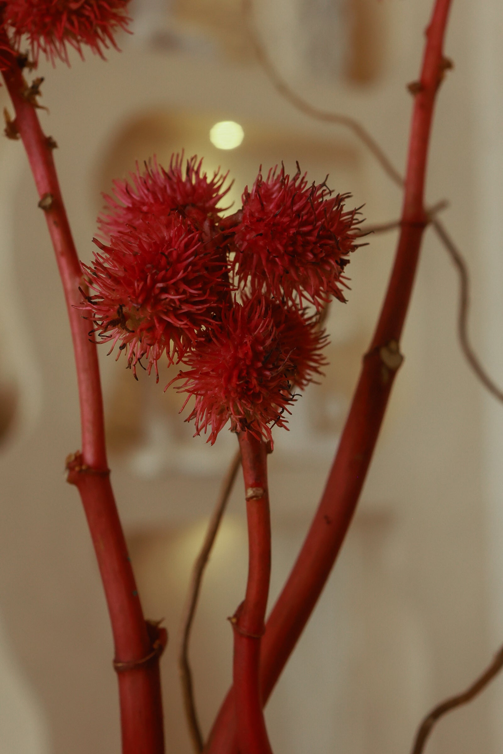Ritmo Rosso