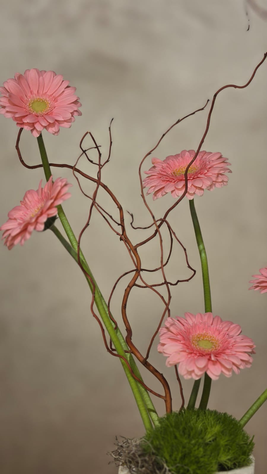 Rosa Armonia