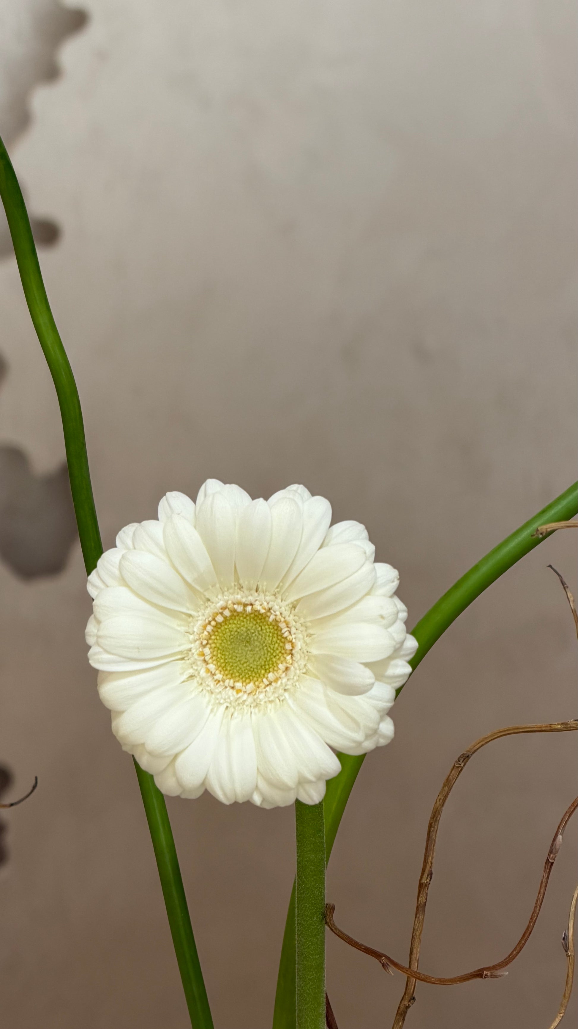 Equilibrio Bianco