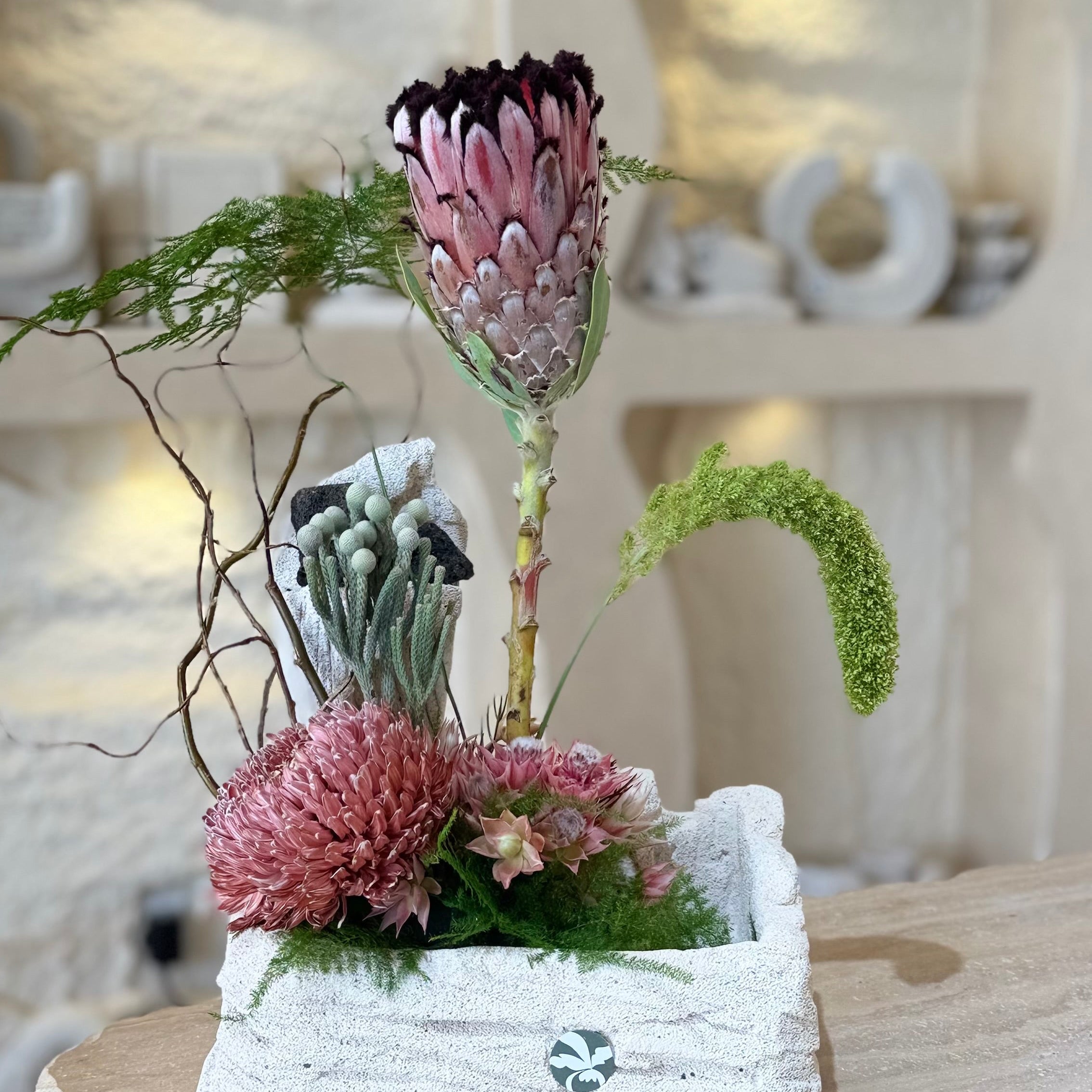 Blushing Protea