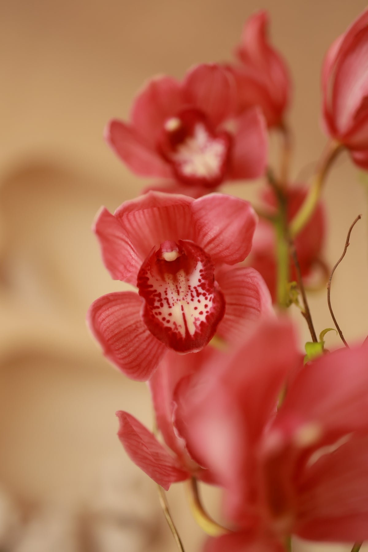 Walk in Bloom
