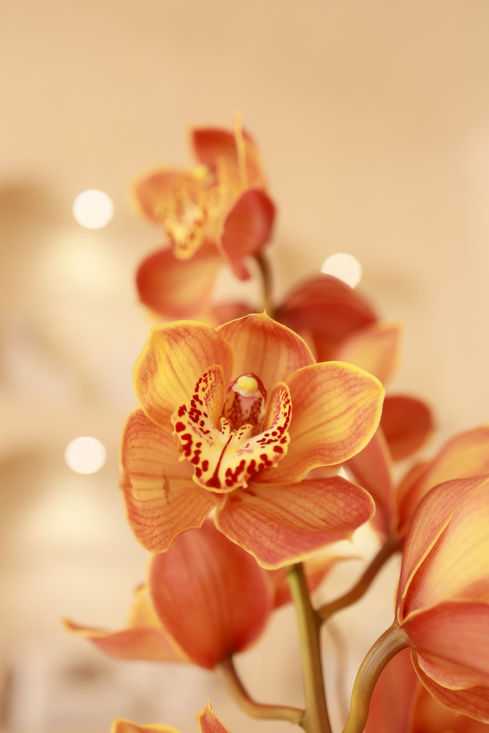 Ember Orchid