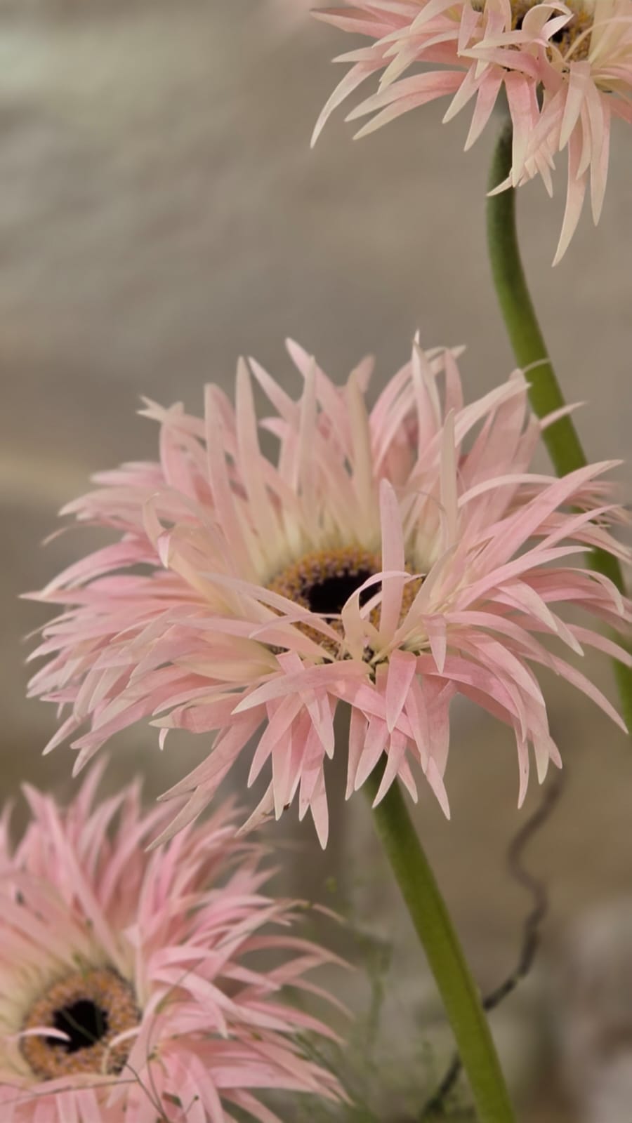 Primavera Dolce