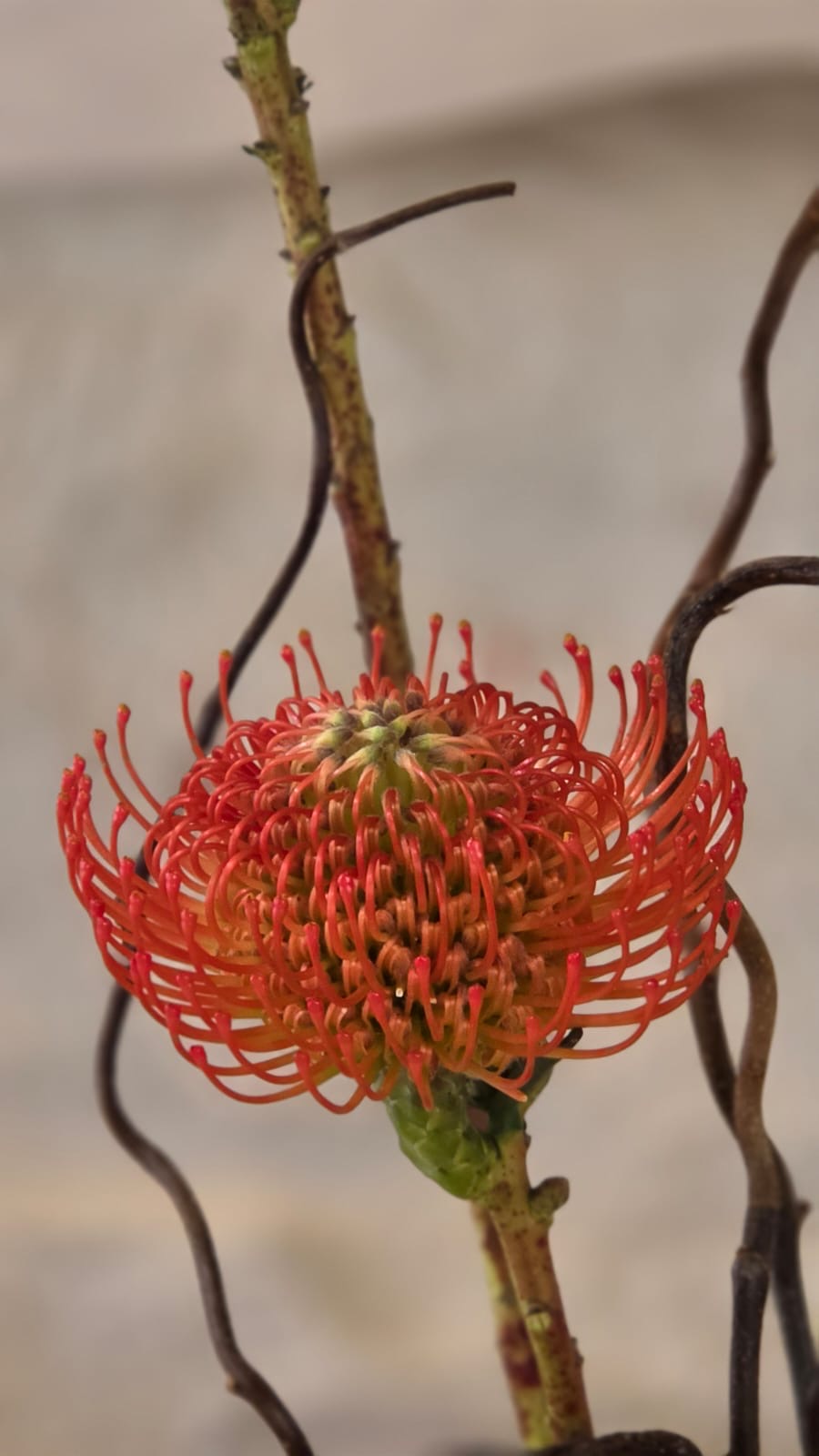 Fiamma Corallo