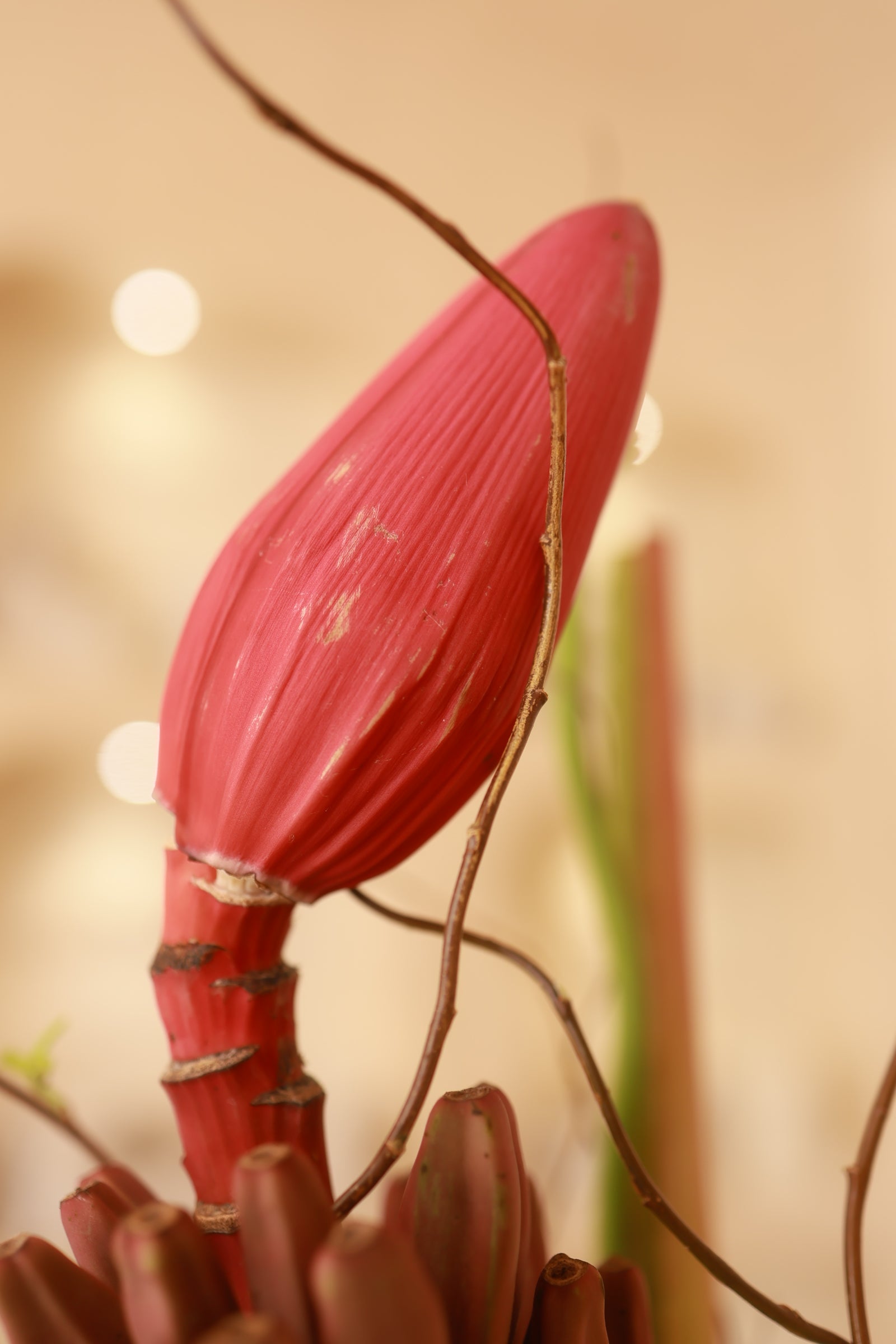 Crimson Rhythm