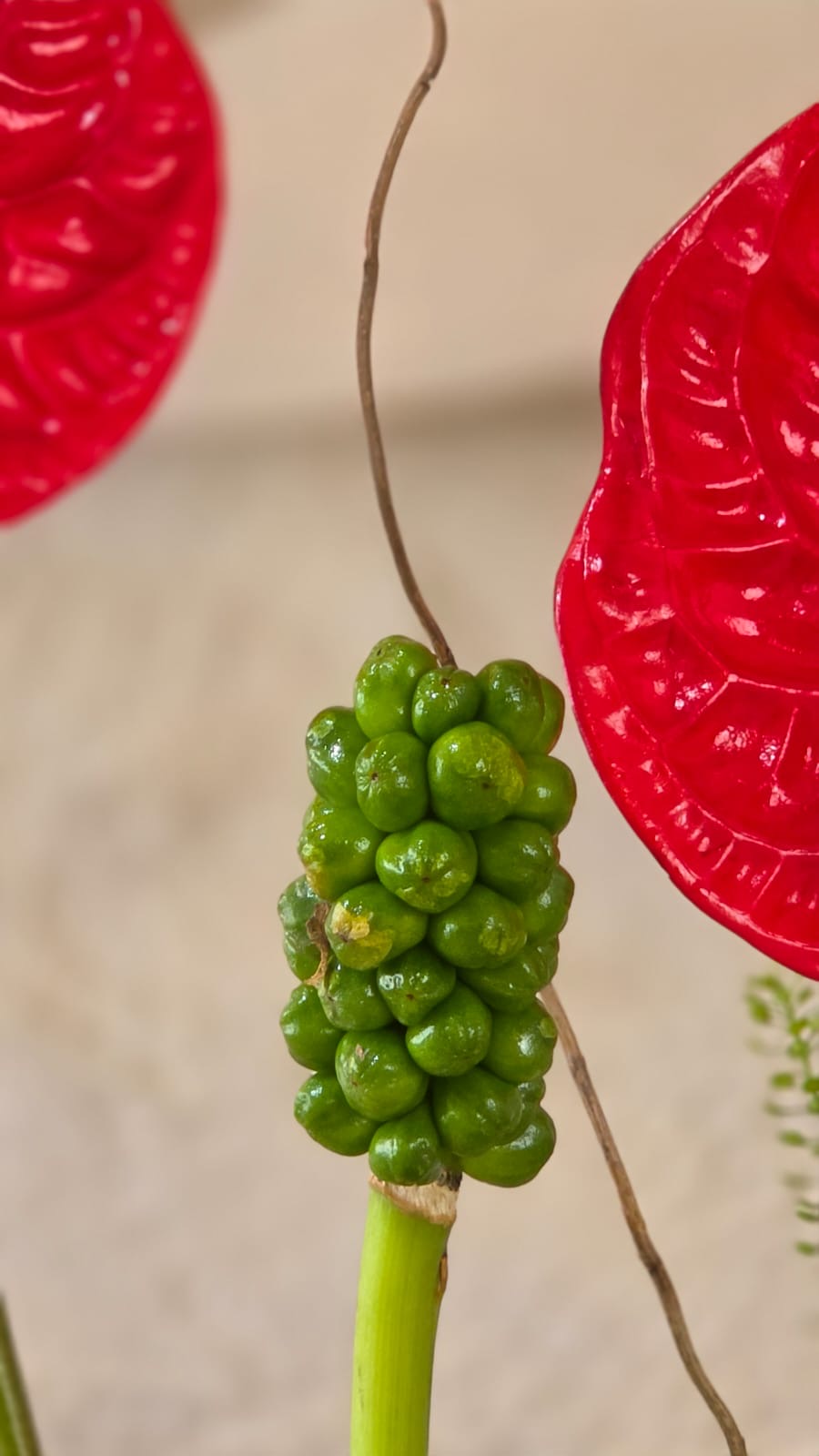 Rosso Botanico