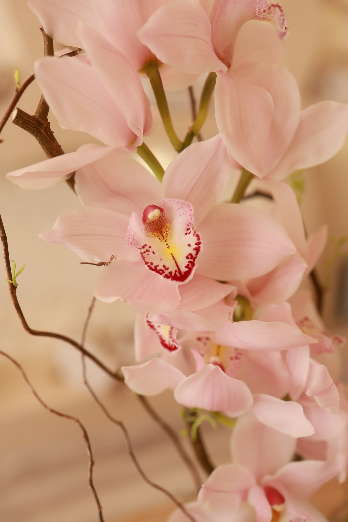 Orchid Voyage