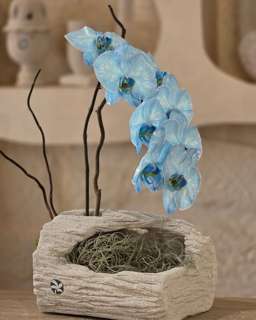 Orchidea Celeste