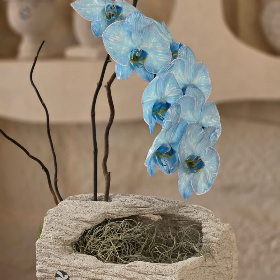 Orchidea Celeste