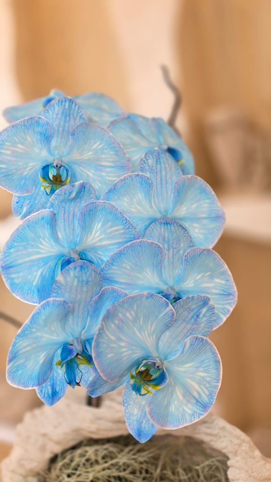 Orchidea Celeste