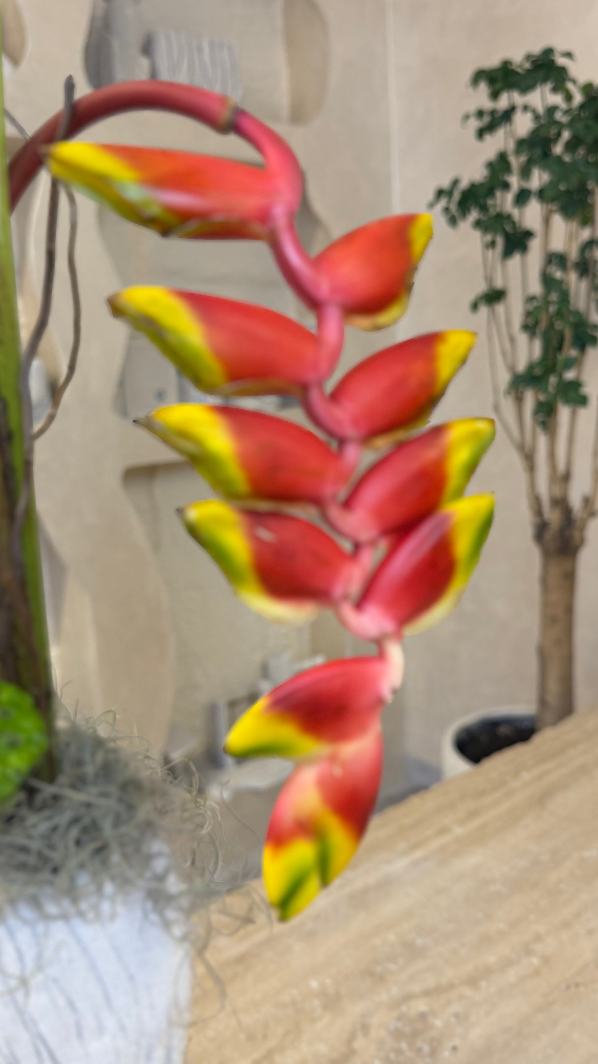 Fiamma Tropicale