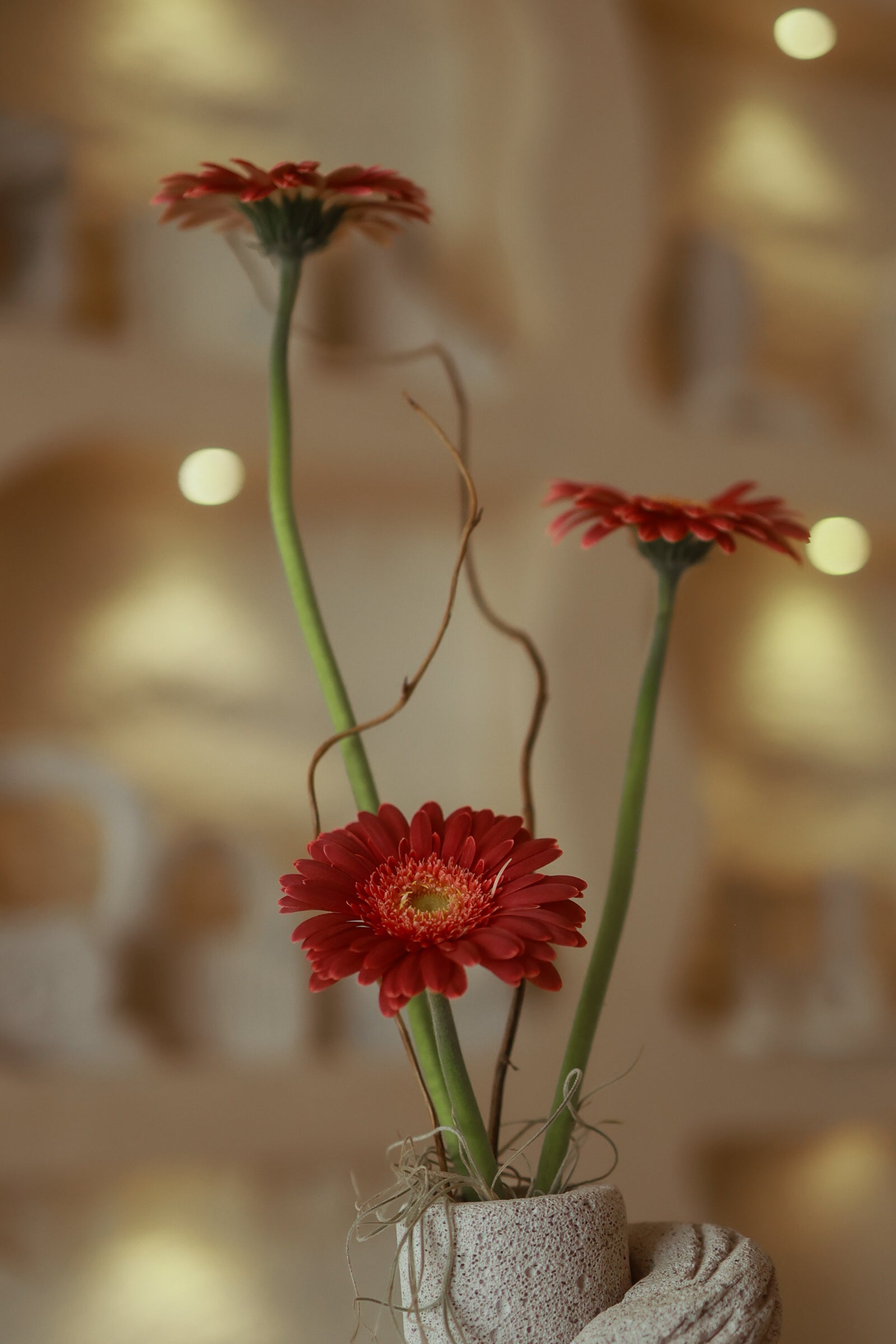 Grazia Rossa