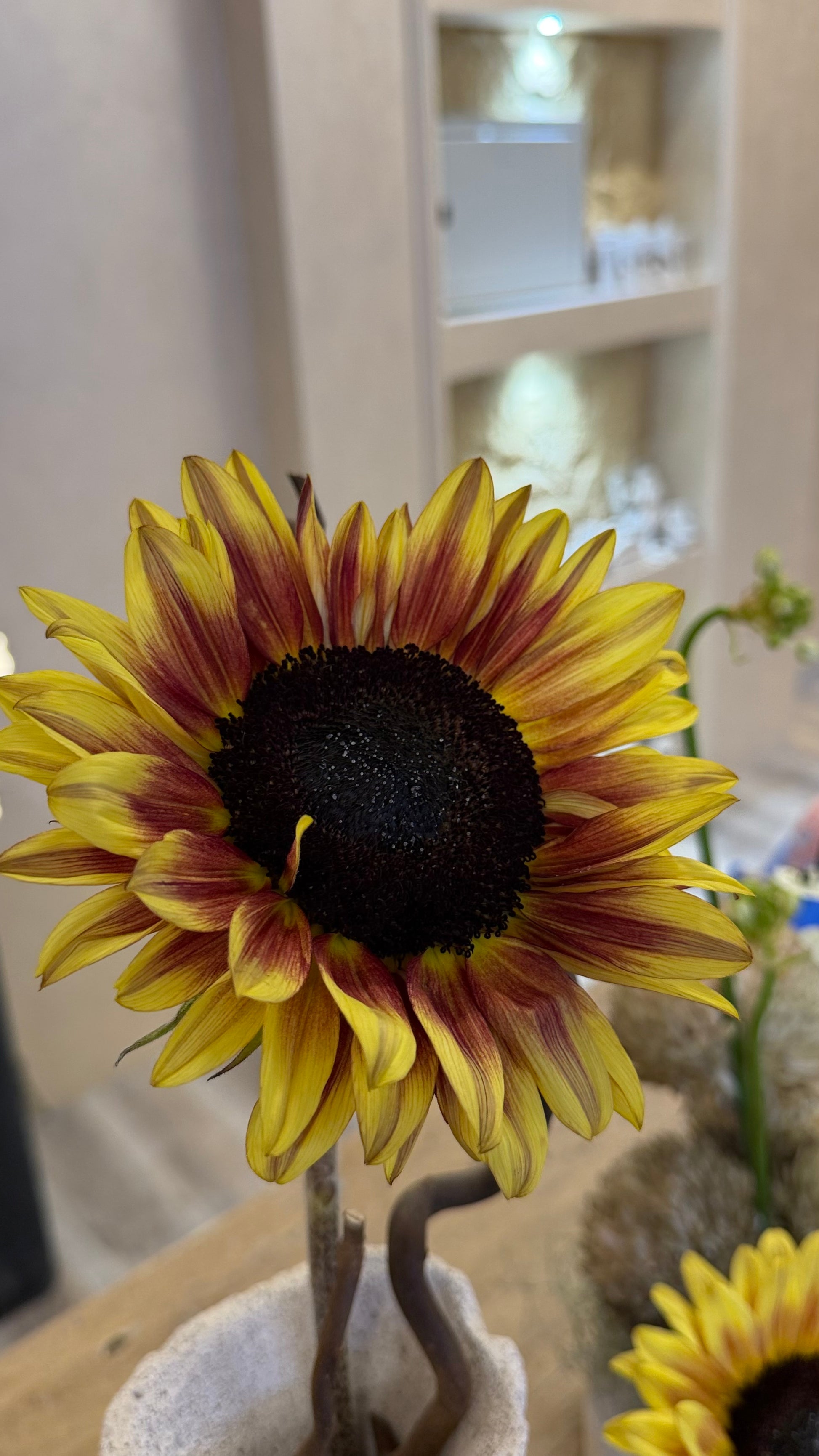 Sole Radiante