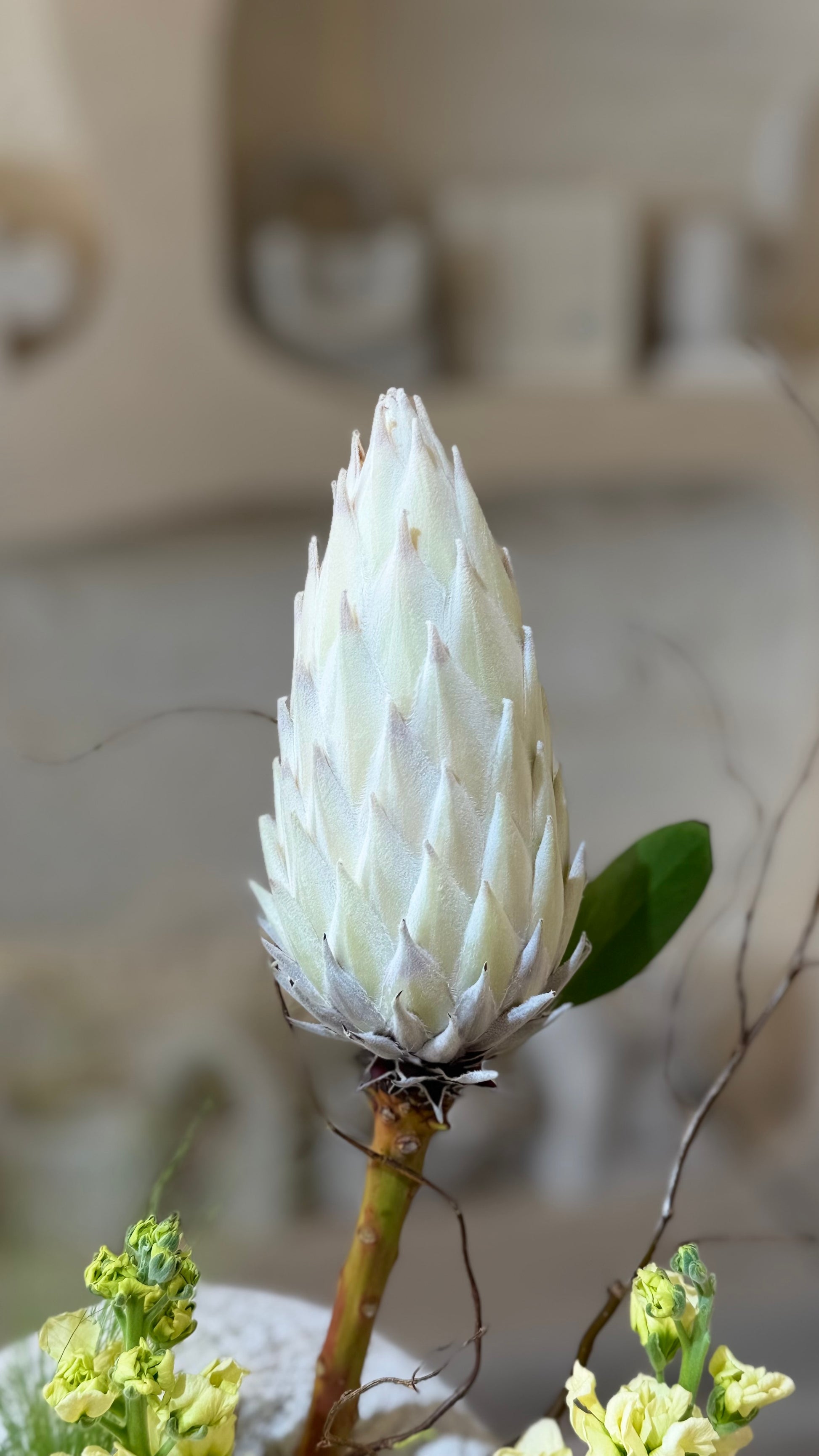Ivory Majesty