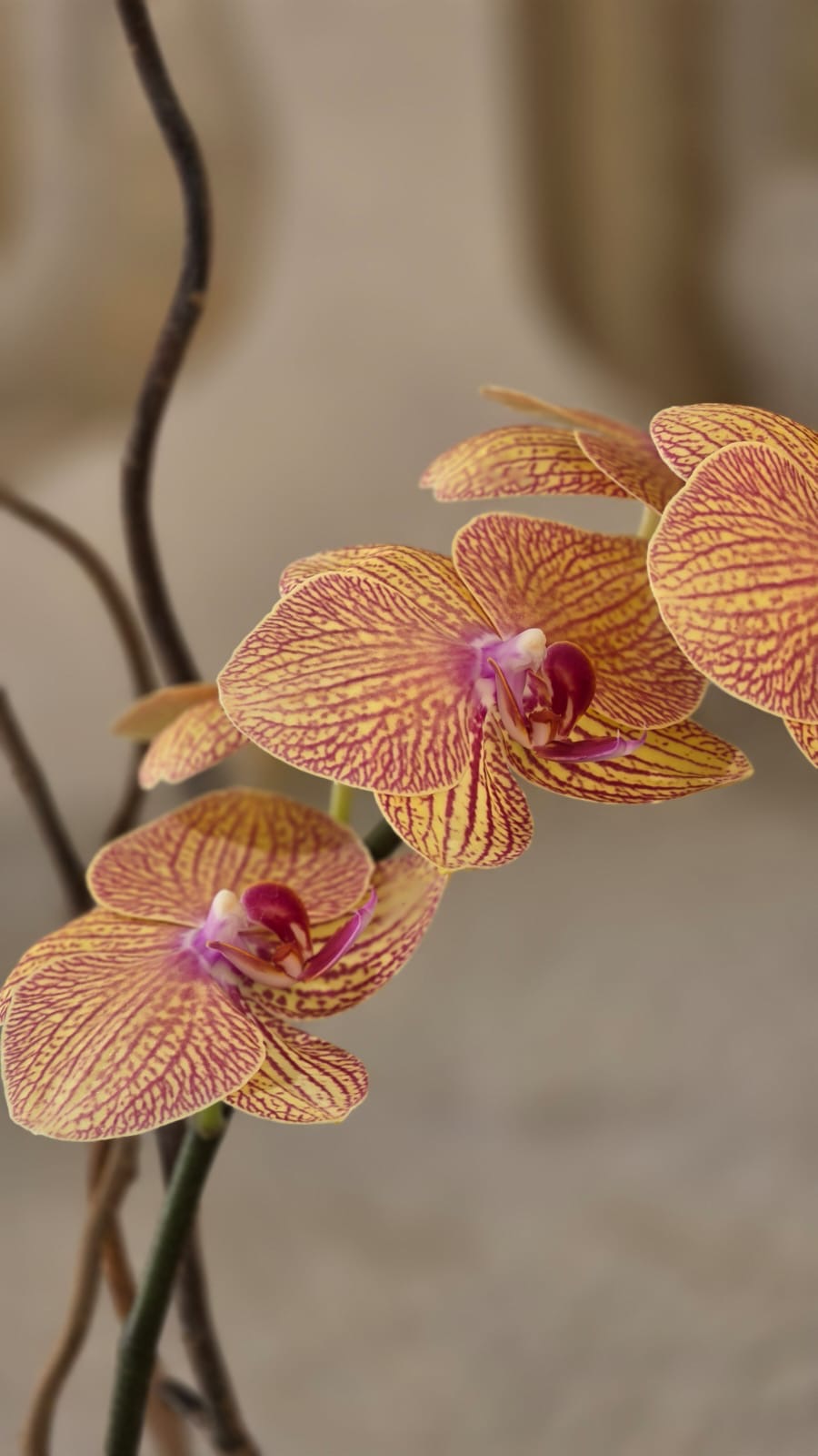 Orchidea d’Ambra