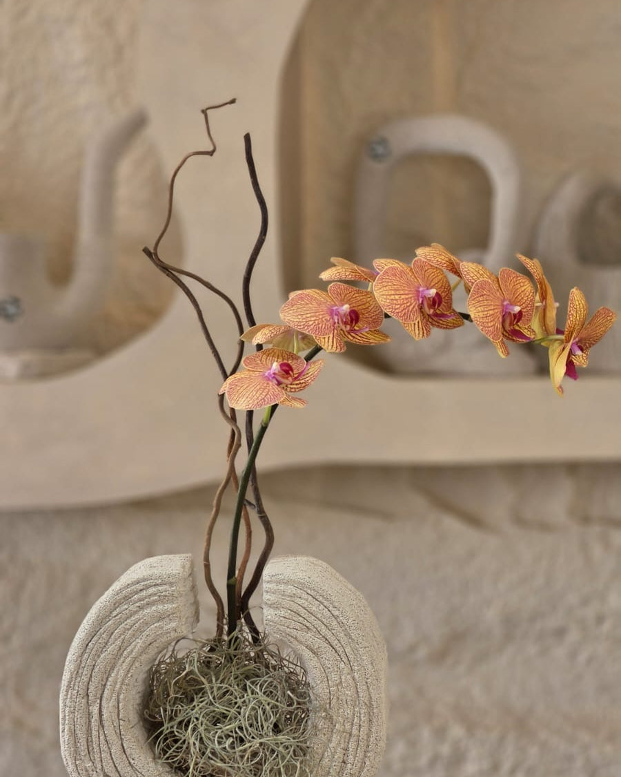 Orchidea d’Ambra