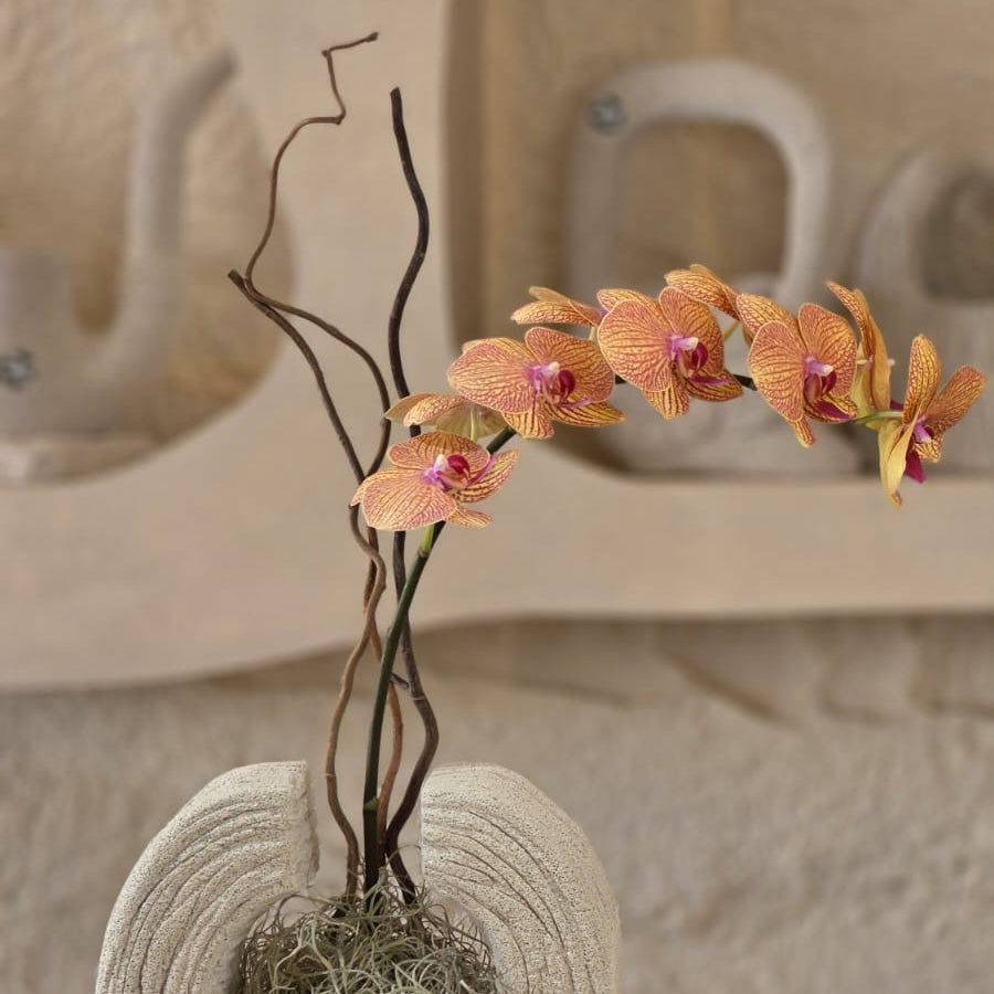 Orchidea d’Ambra