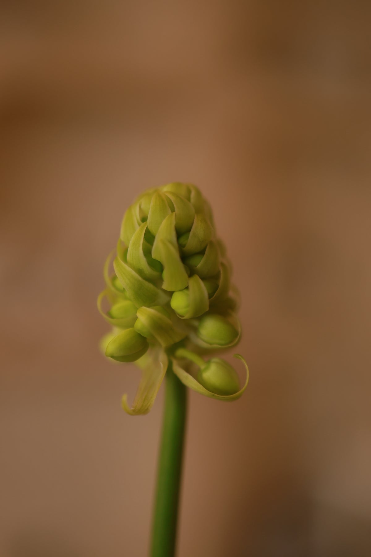 Fluttering Leaves