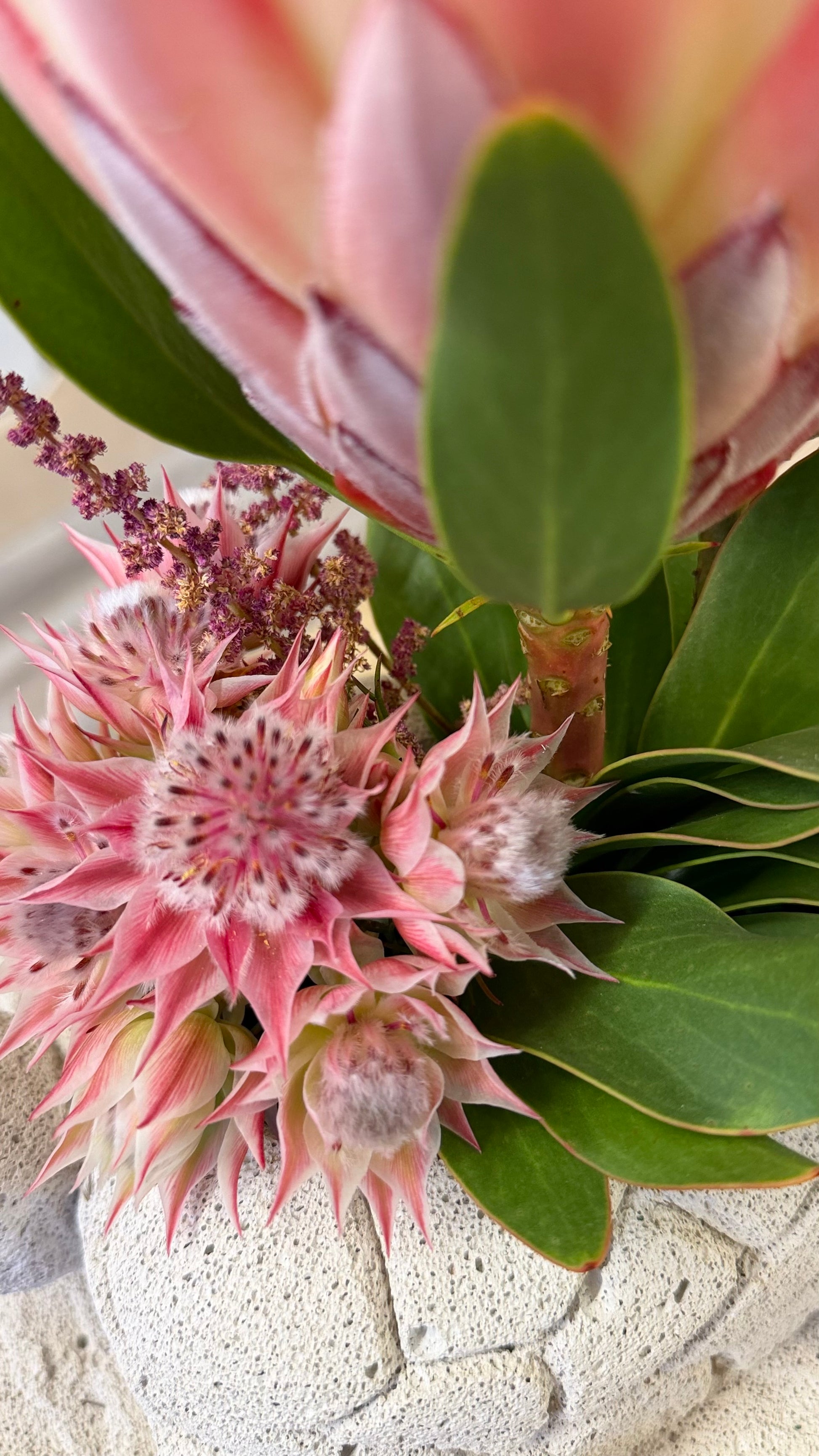 Tartaruga Rosa