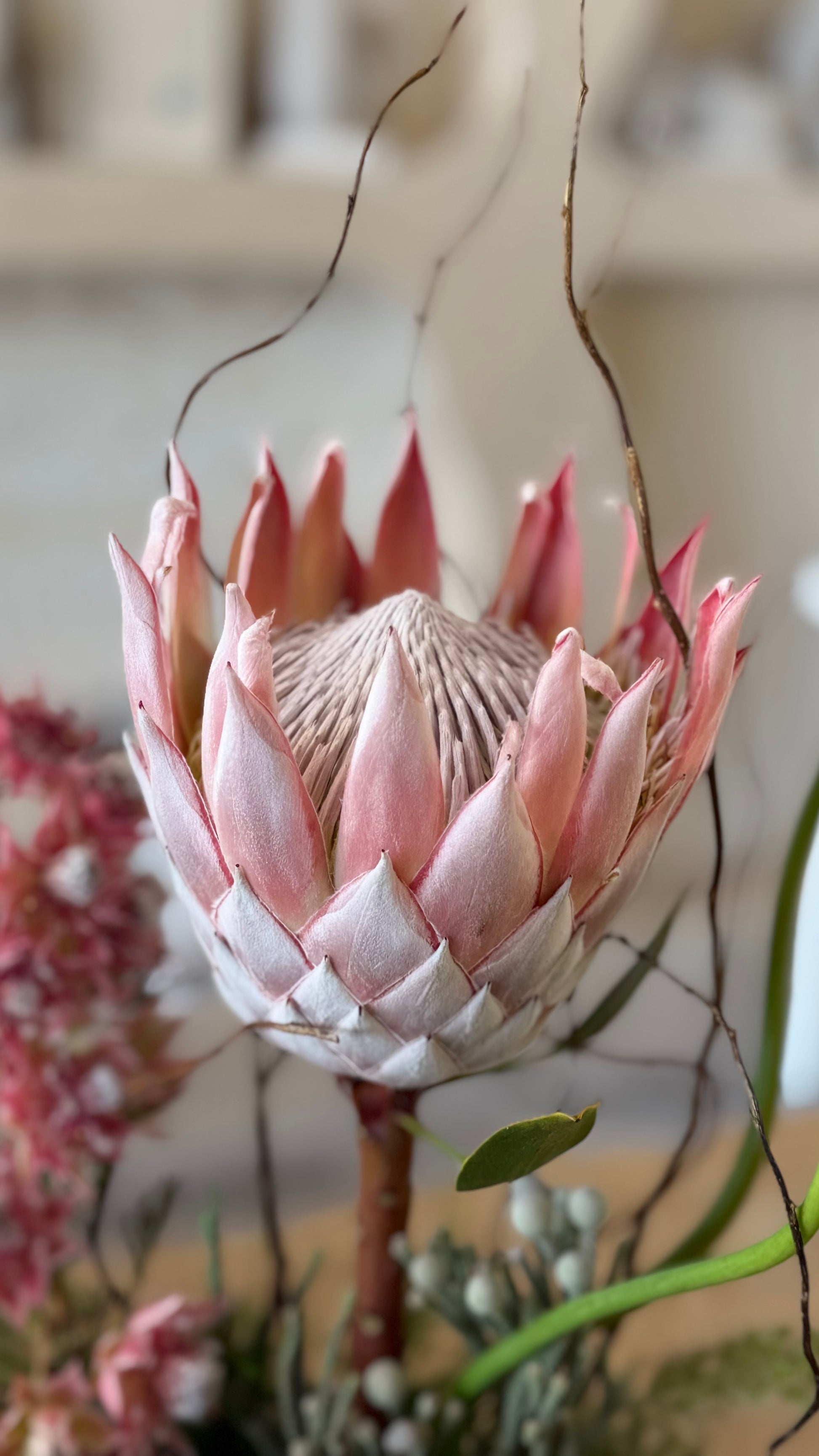 Blushing Protea