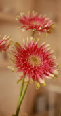 Pagina Rosa