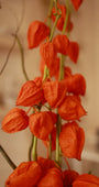 Fiore di Lanterna