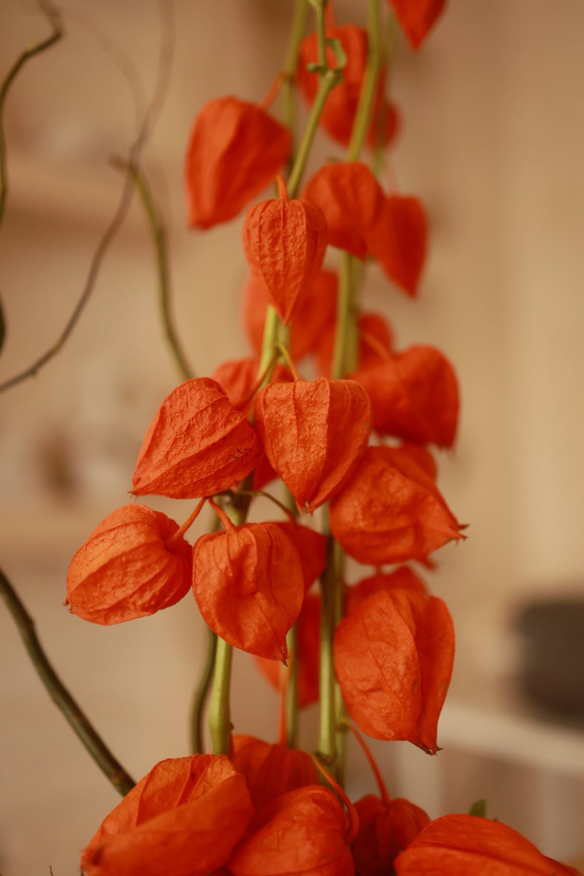 Fiore di Lanterna
