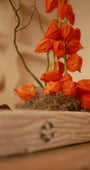 Fiore di Lanterna