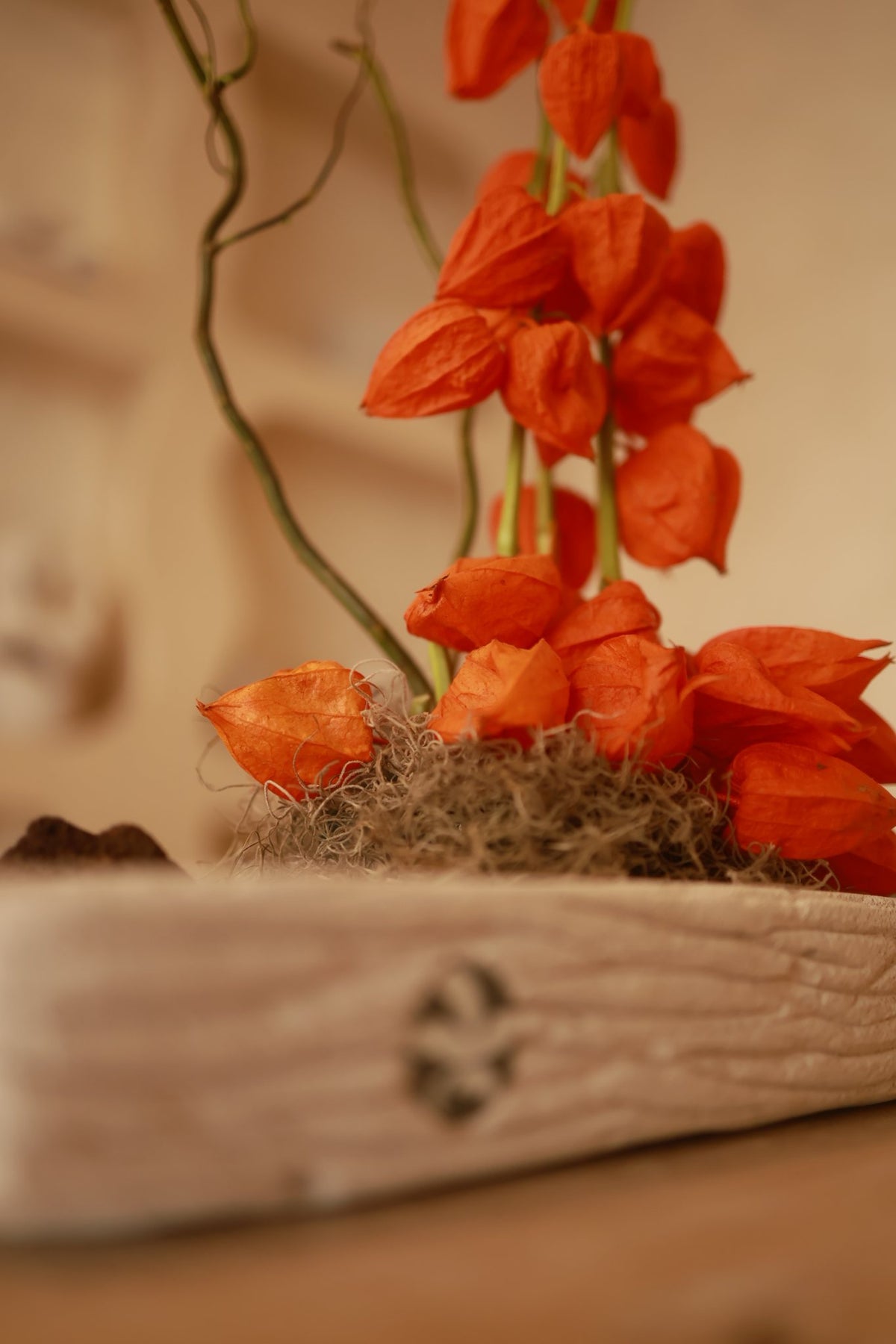 Fiore di Lanterna