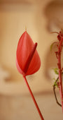 Petalo Rosso