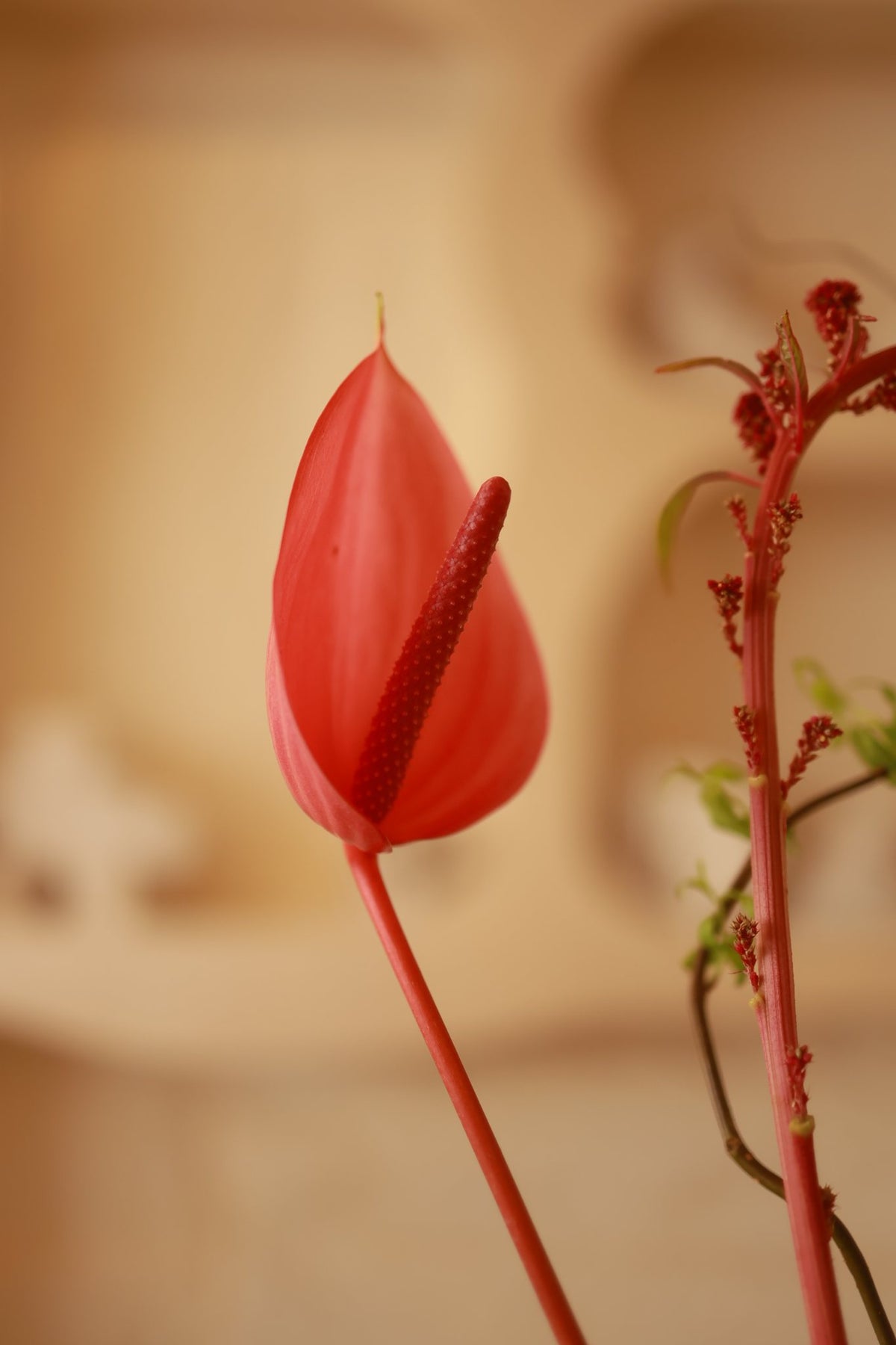 Petalo Rosso