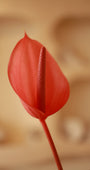 Petalo Rosso
