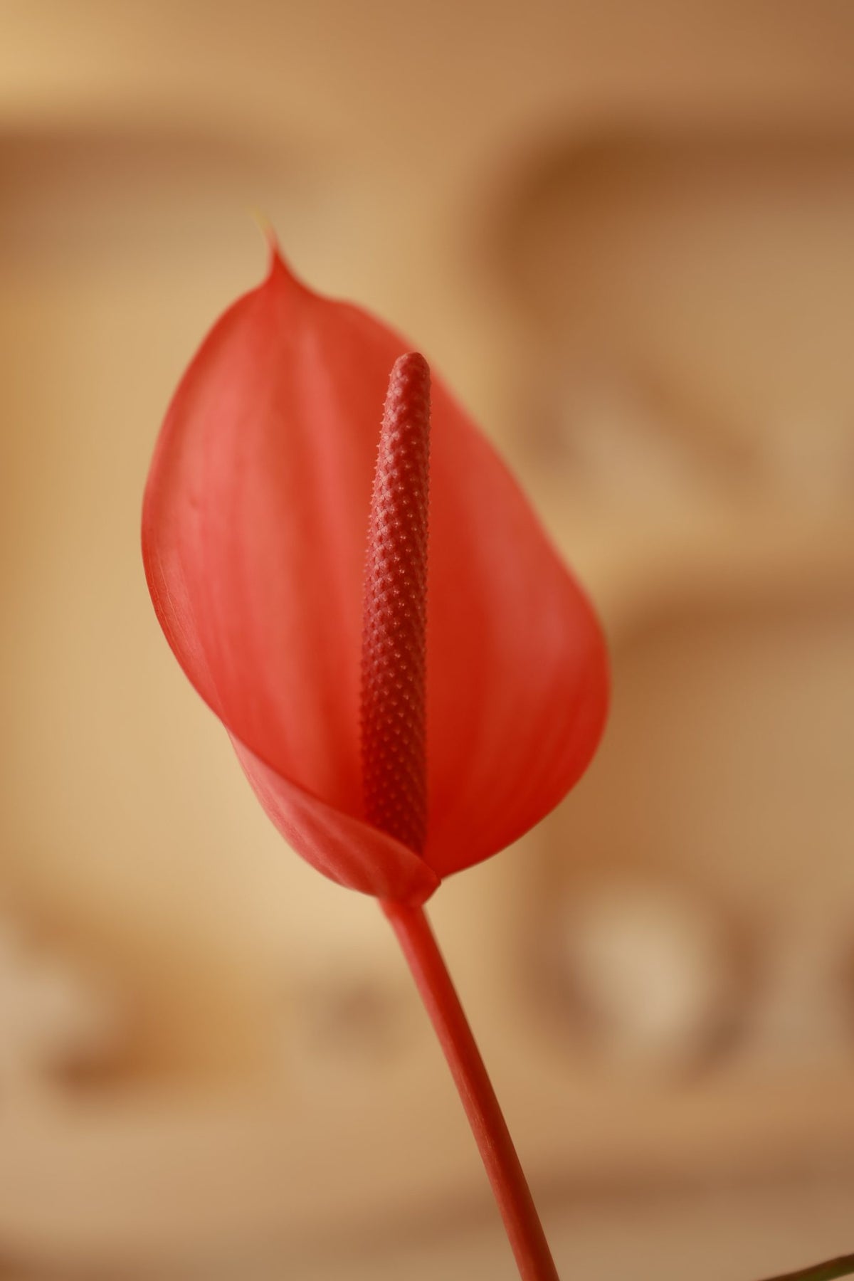 Petalo Rosso