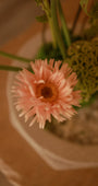Rosa Pesca