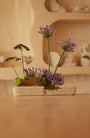 Viola di Campo